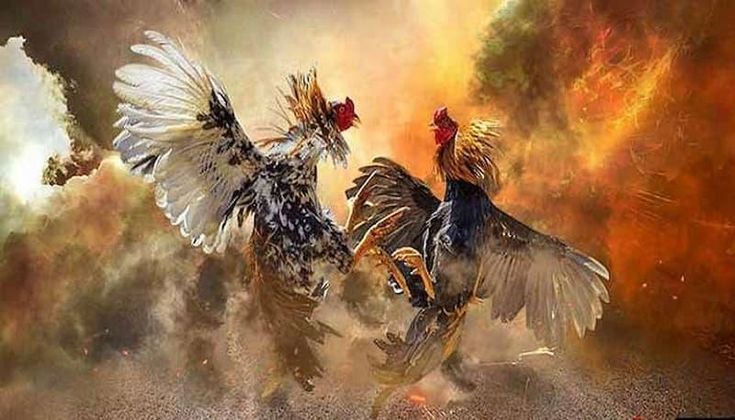 Xây dựng chiến thuật đặt cược kinh nghiệm Đá gà BJ888